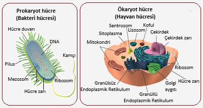 biyoloji portalı hücre